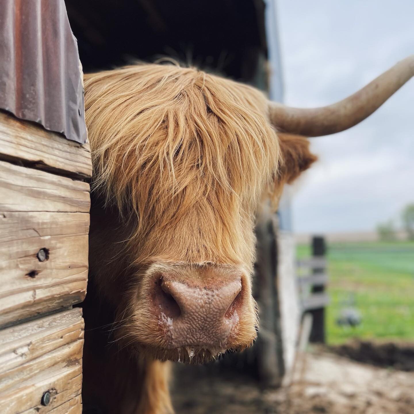 Looking longingly at all that green green grass&hellip;. 👀