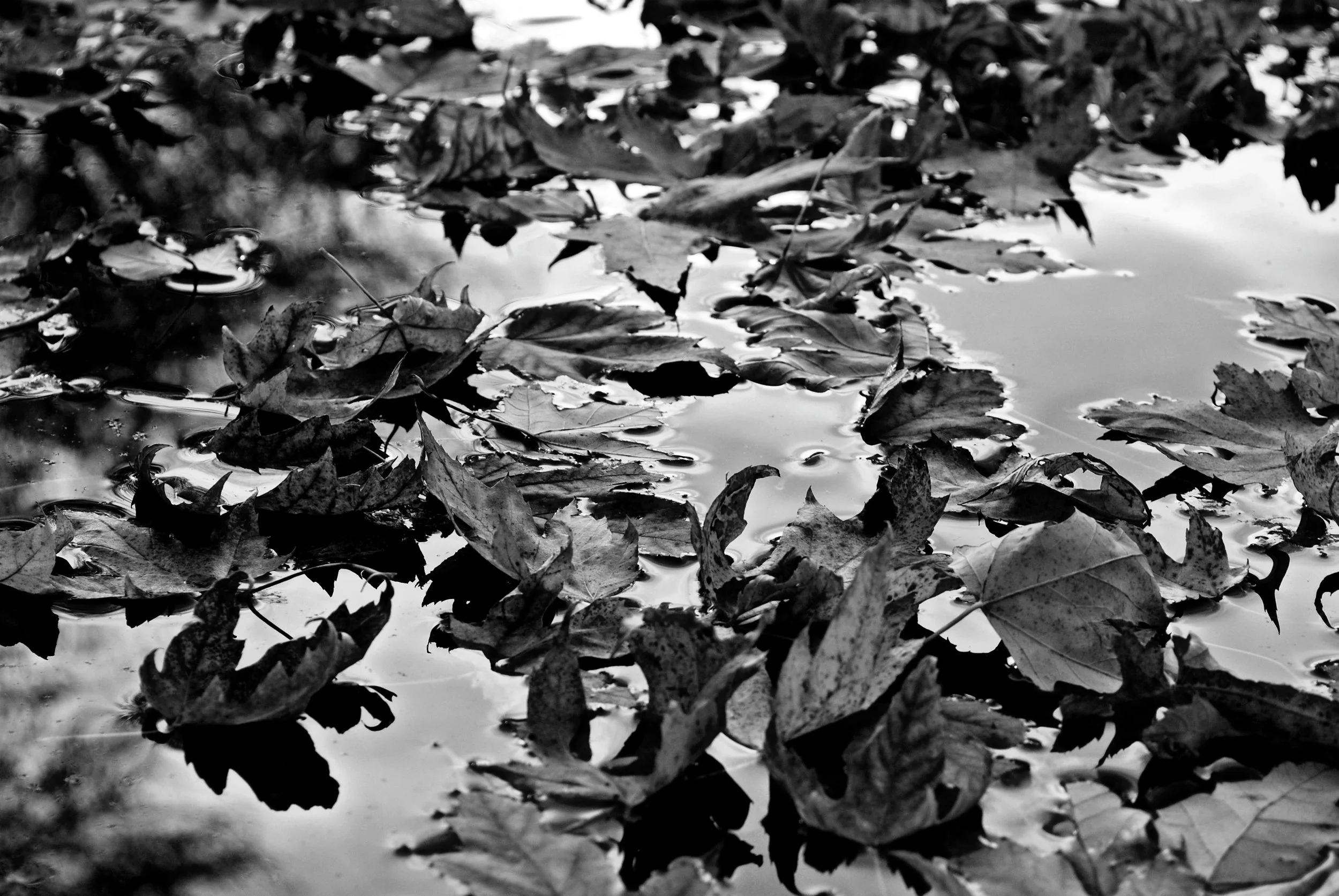 Contrast in Value 5.JPG