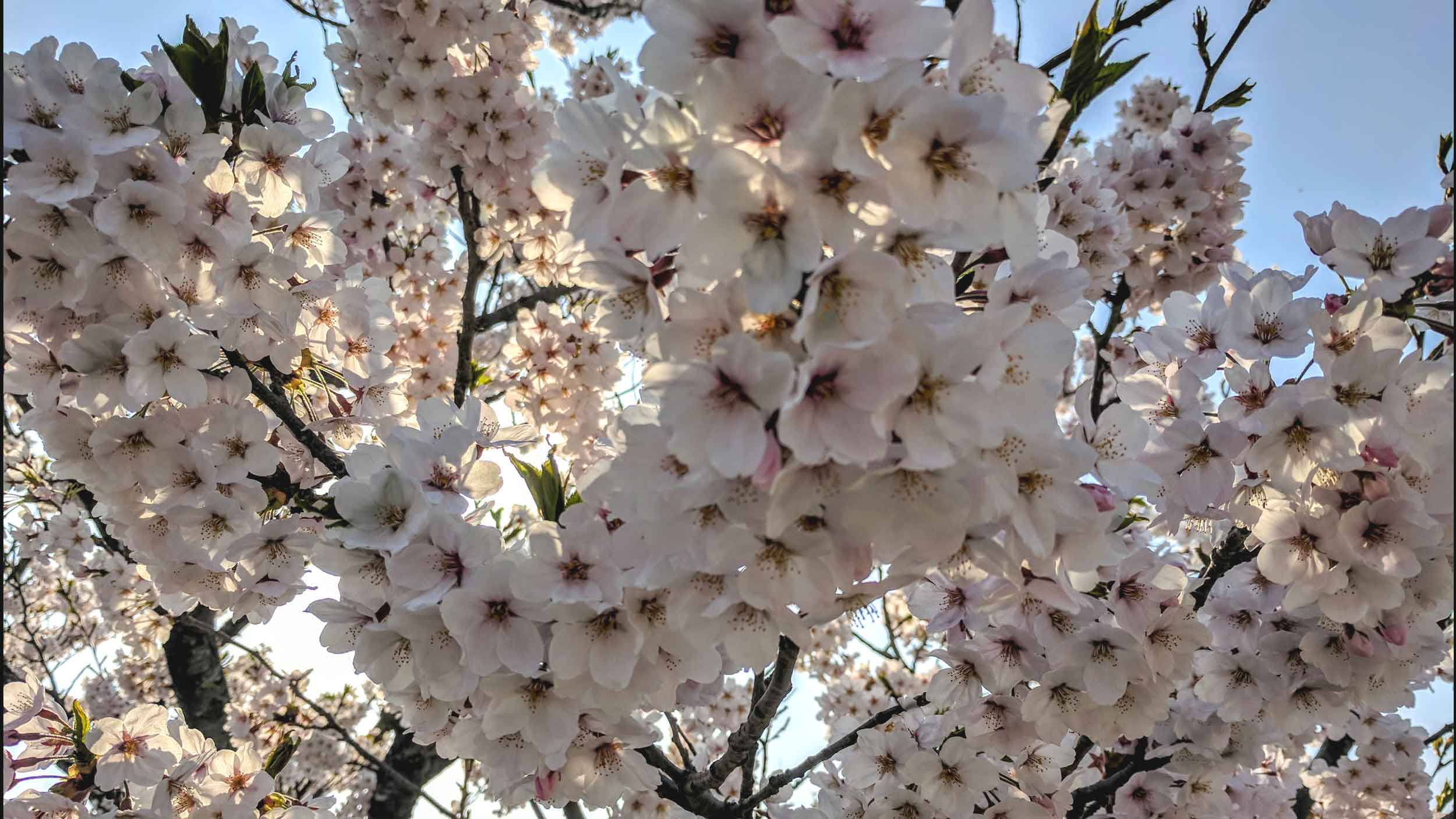 cherryblossom2.jpg