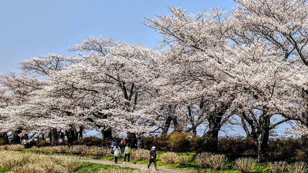 cherryblossom1.jpg