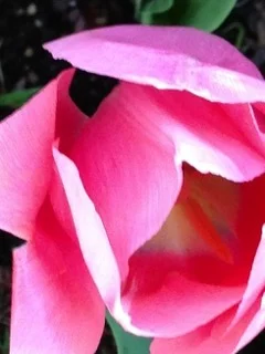 Opening flower.jpeg