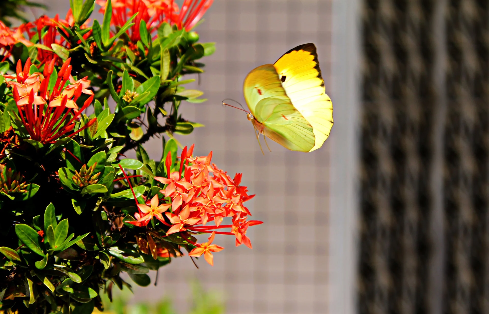 brimstone-butterfly-fly-land.jpg