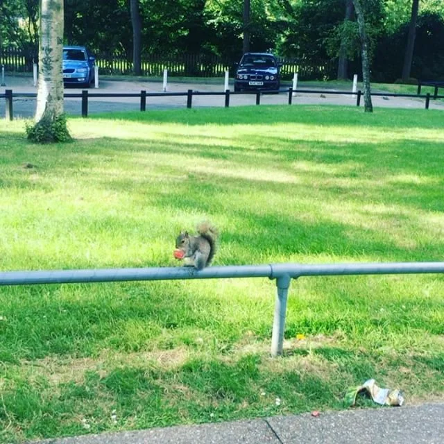 Random picture of a squirrel, but I think every blog post should have a image. 