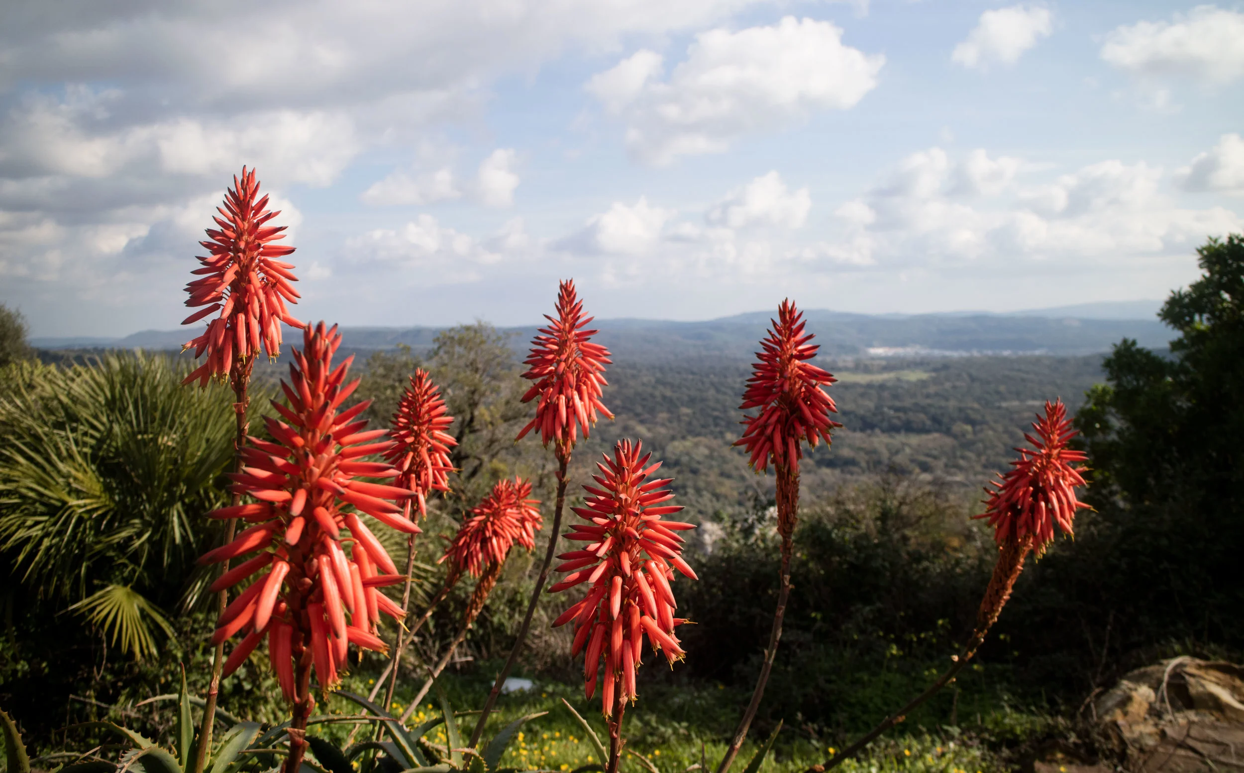 this flowers are actually from aloe vera plants, I think they are incredibly beautiful. 