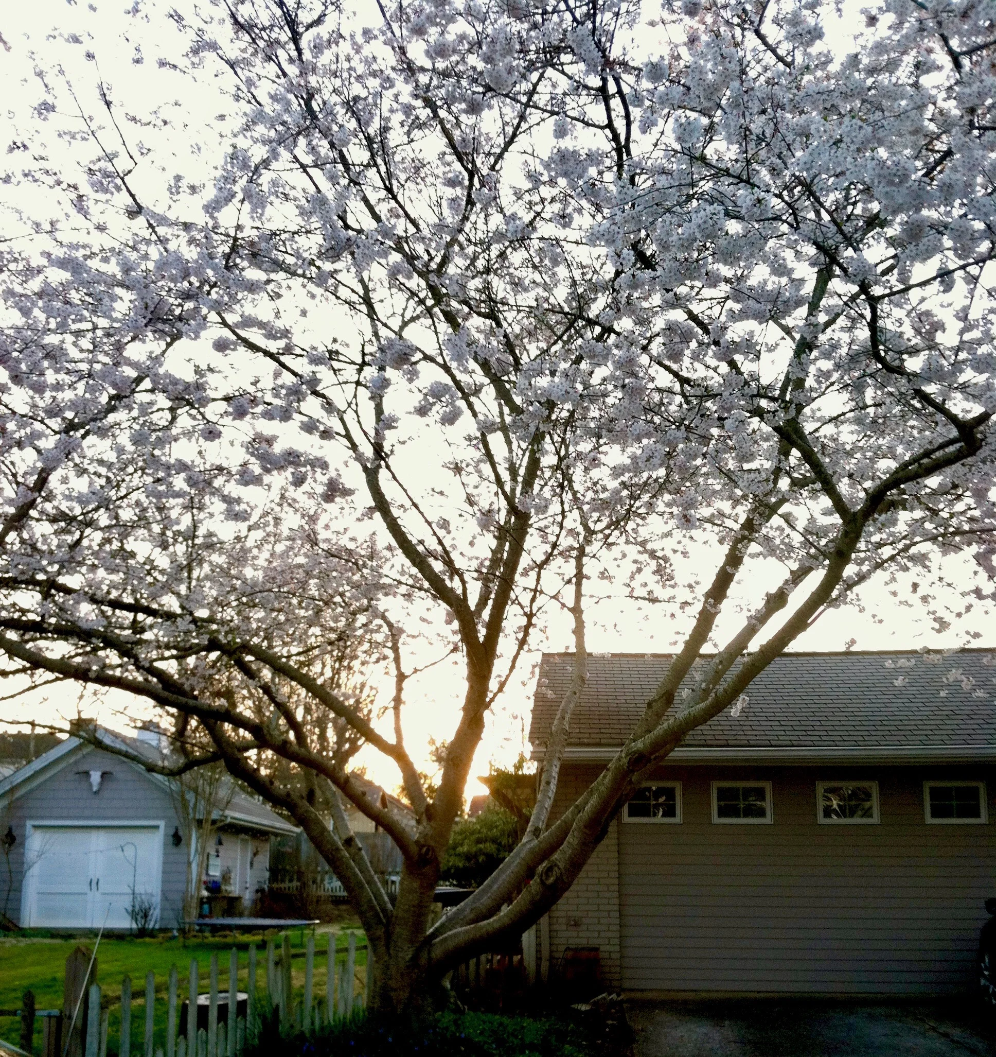 My favorite tree.