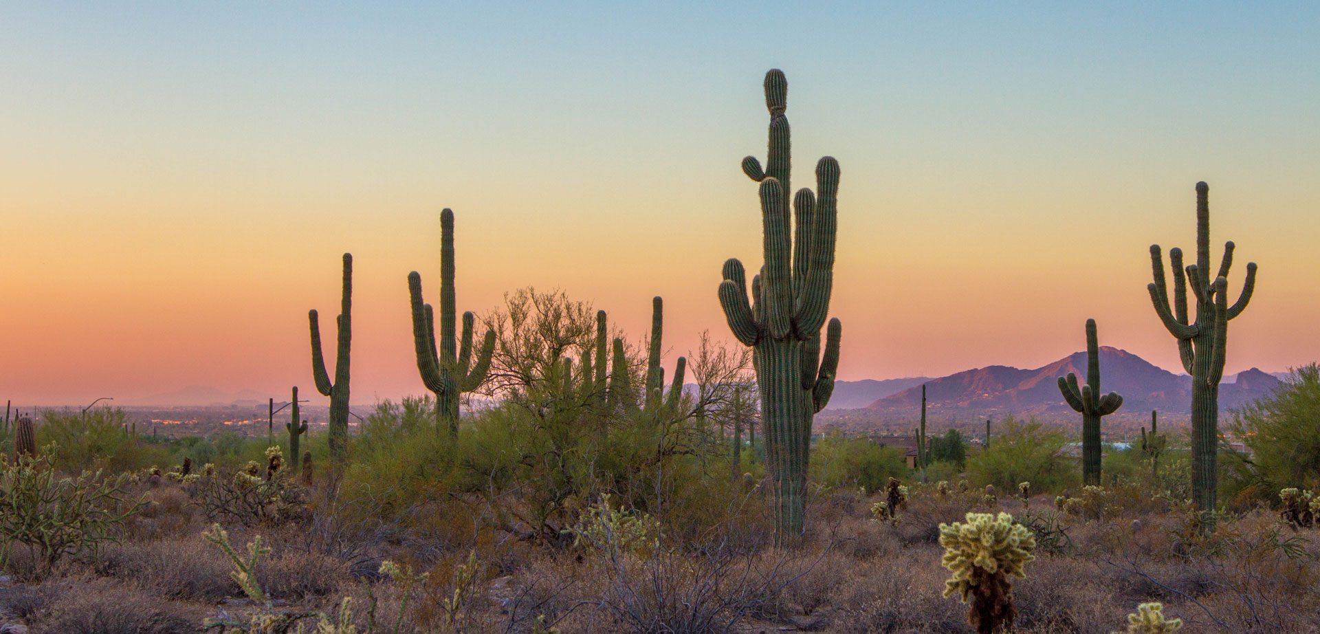 Saguaro-and-Cholla_cropped.jpg