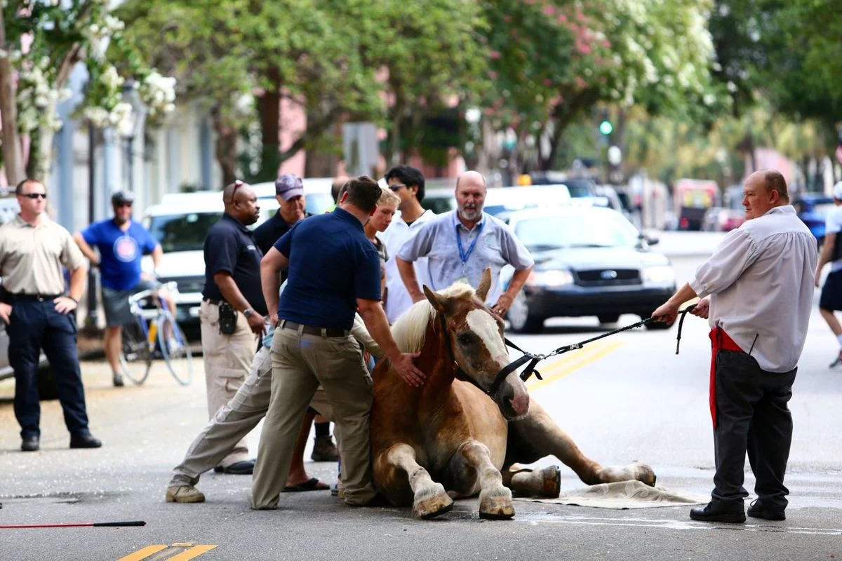 Blondie collapsed while pulling a load of passengers on East Bay Street in August 2015