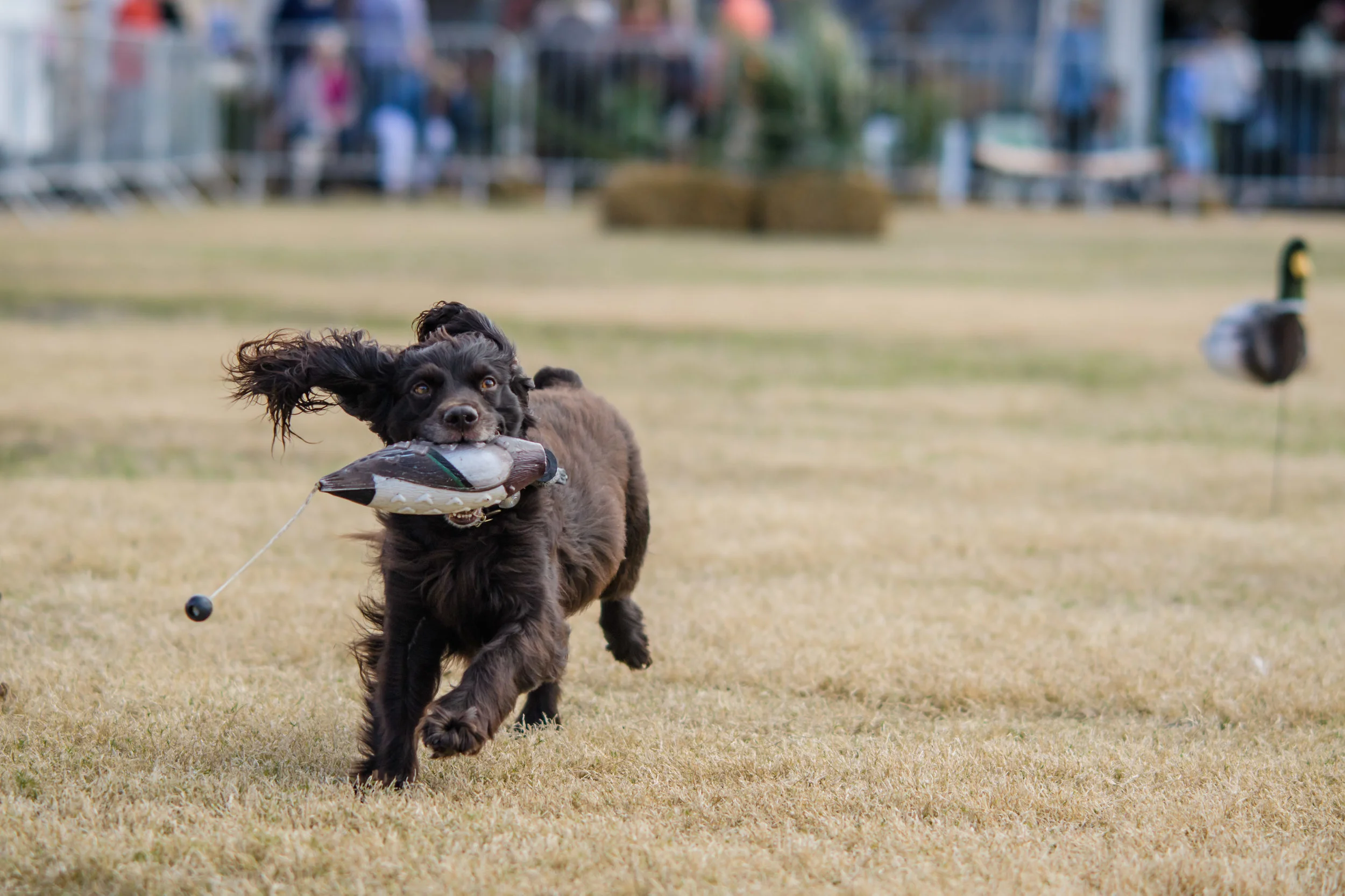 A dog participating in the Retriever Demo at SEWE .