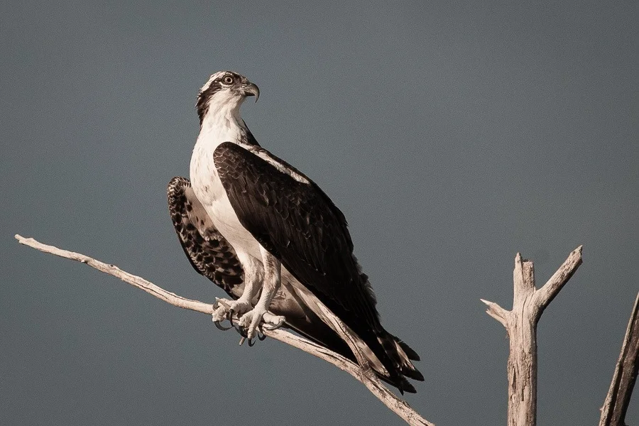 Osprey1.jpg