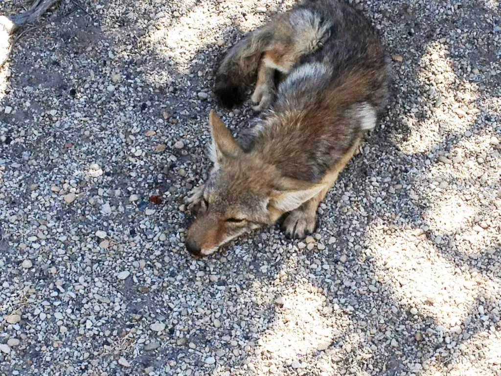 This young coyote was found with a leg injury on the side of the road and brought to our rehab, where he was treated and released. 