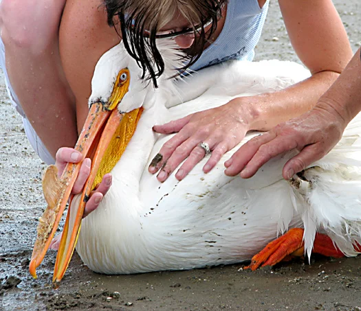 This pelican suffered a wing injury and was treated at our care center.