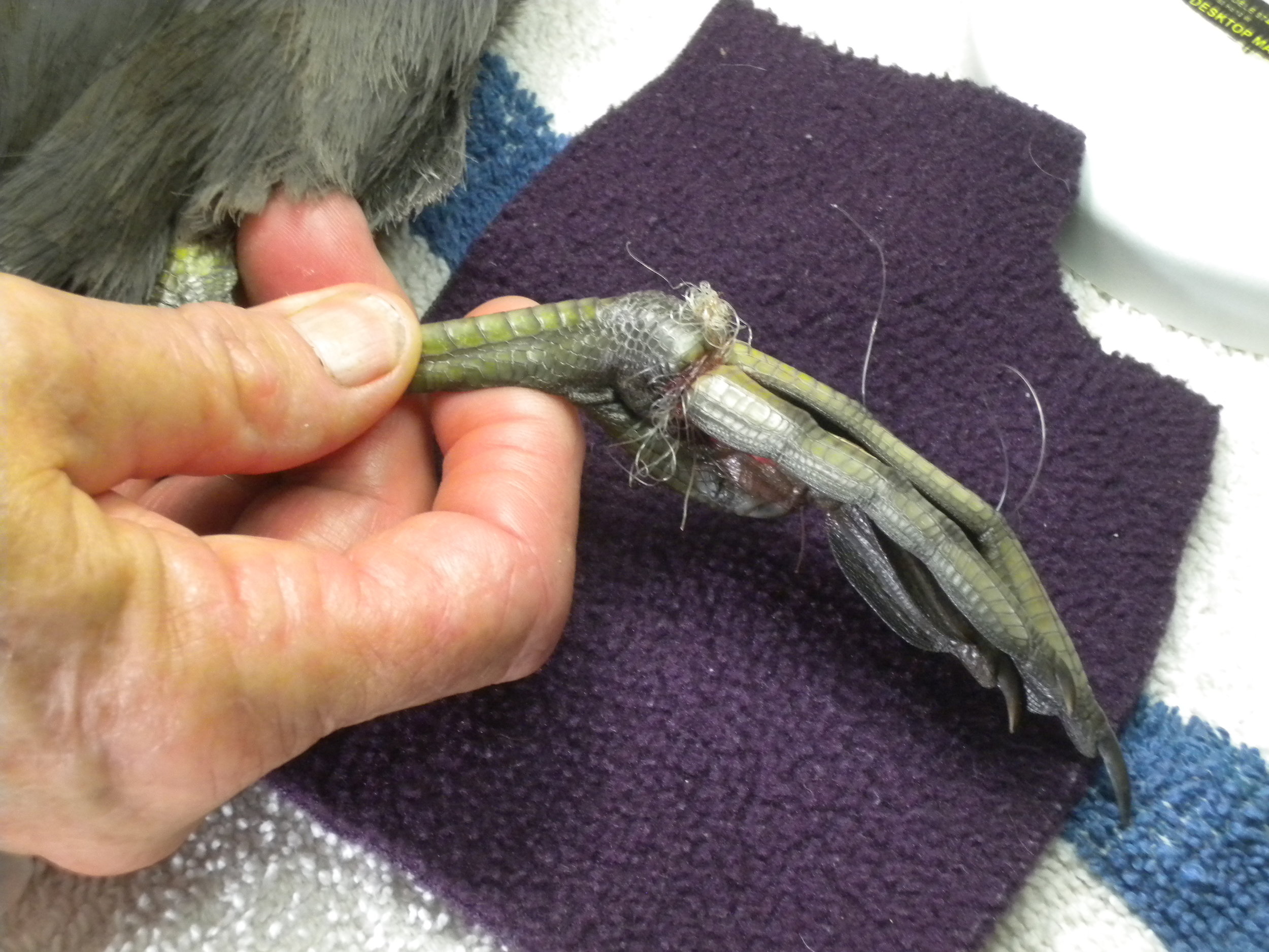  A California Gull was rescued wrapped in fishing line. The blackened foot has died because the blood flow was cut off. 