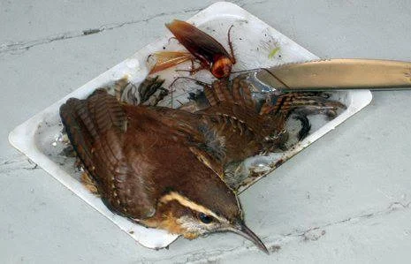 This wren was caught in a glue trap.
