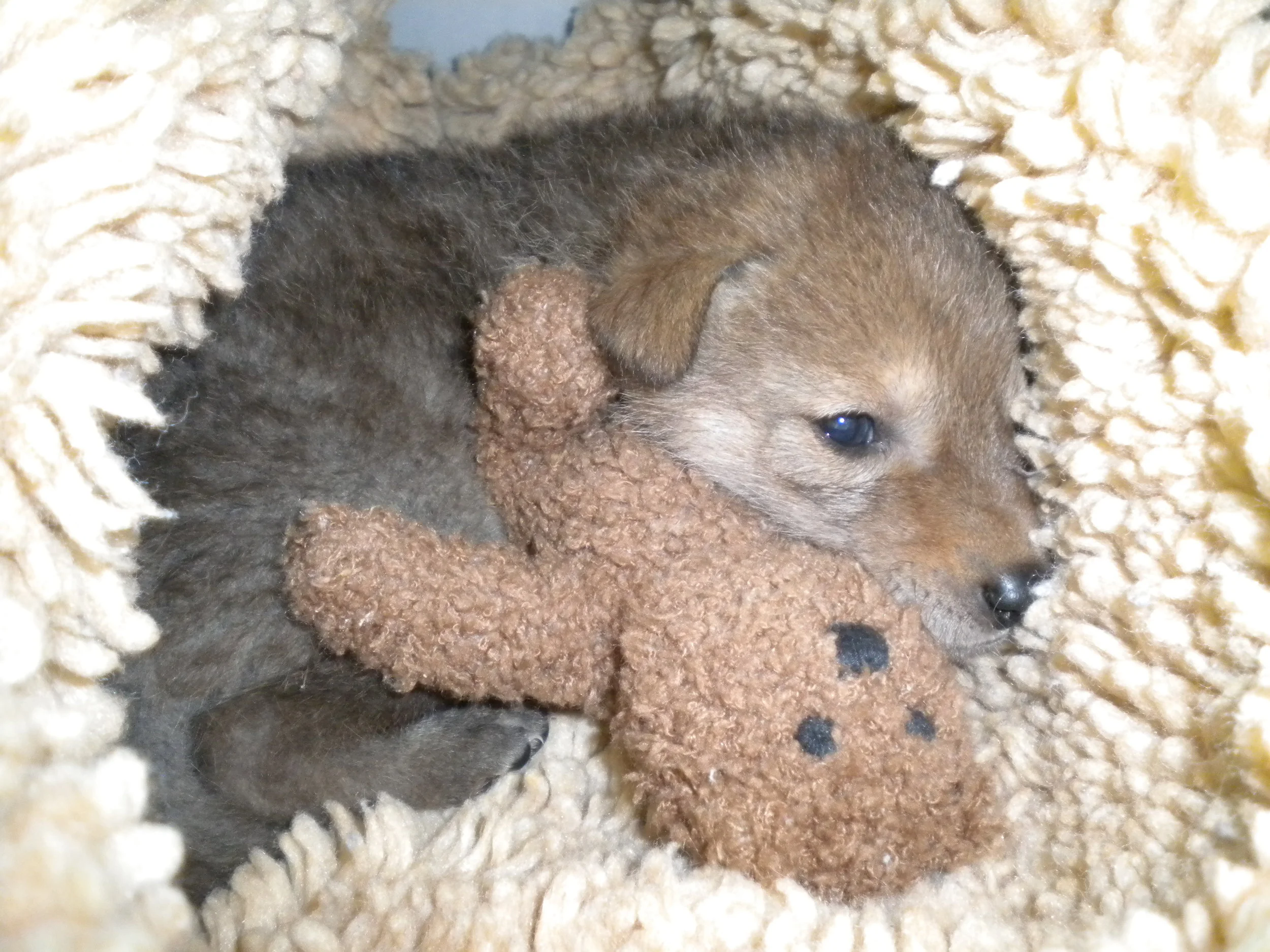 Baby Season 2012: Challenges and Growth at ESWC