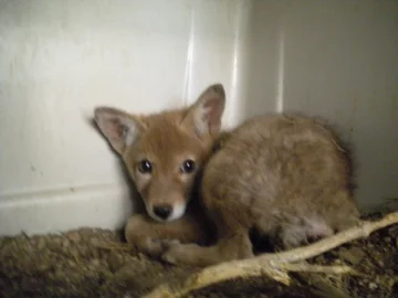 cooyote mid 3.jpg