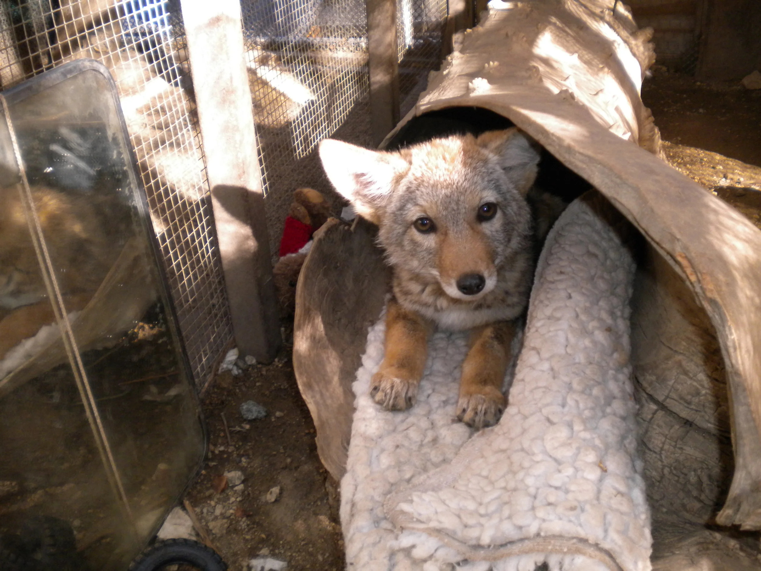 coyote 2 15.JPG