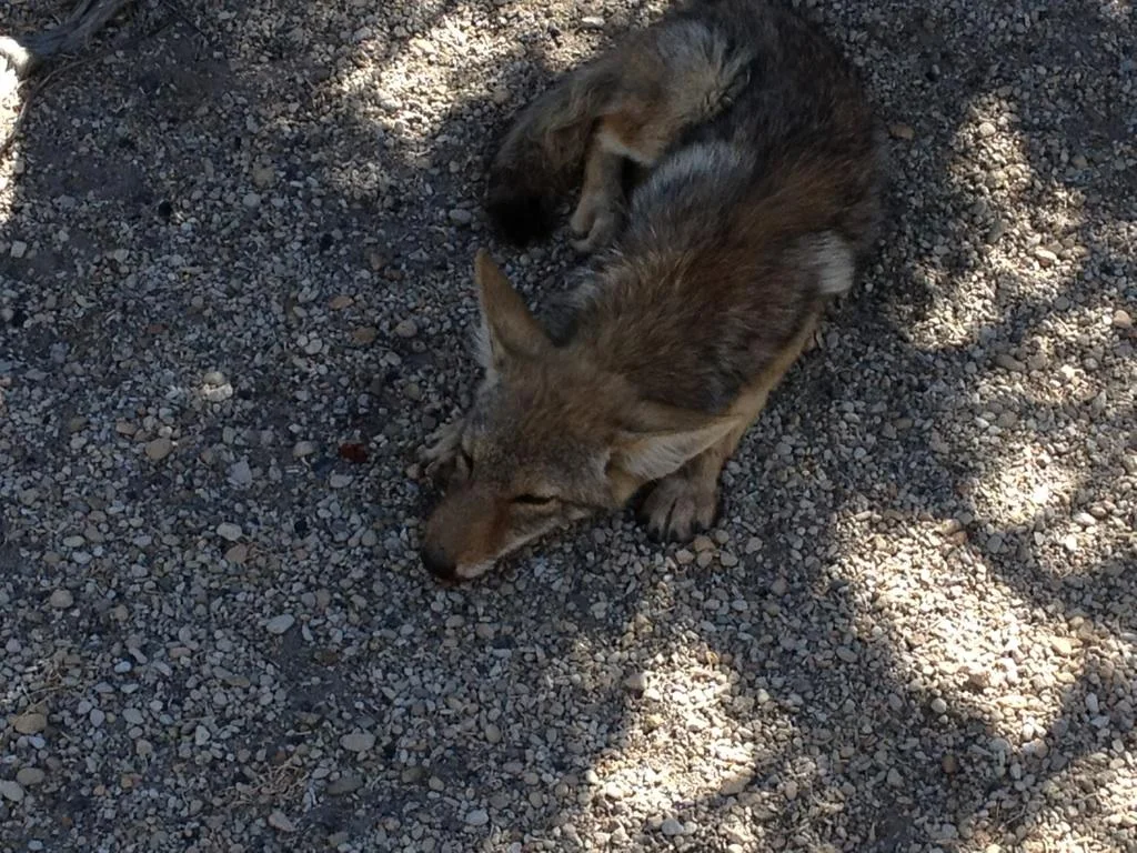 coyote road 2.jpg