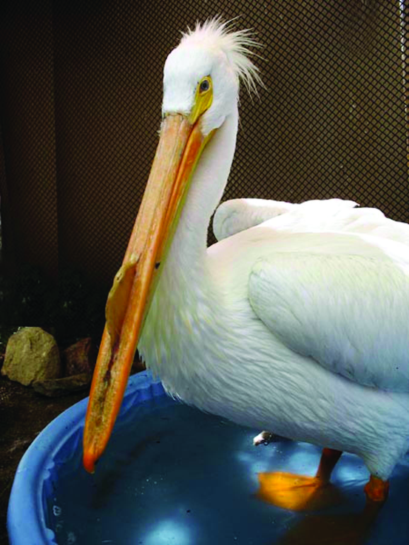 White pelican