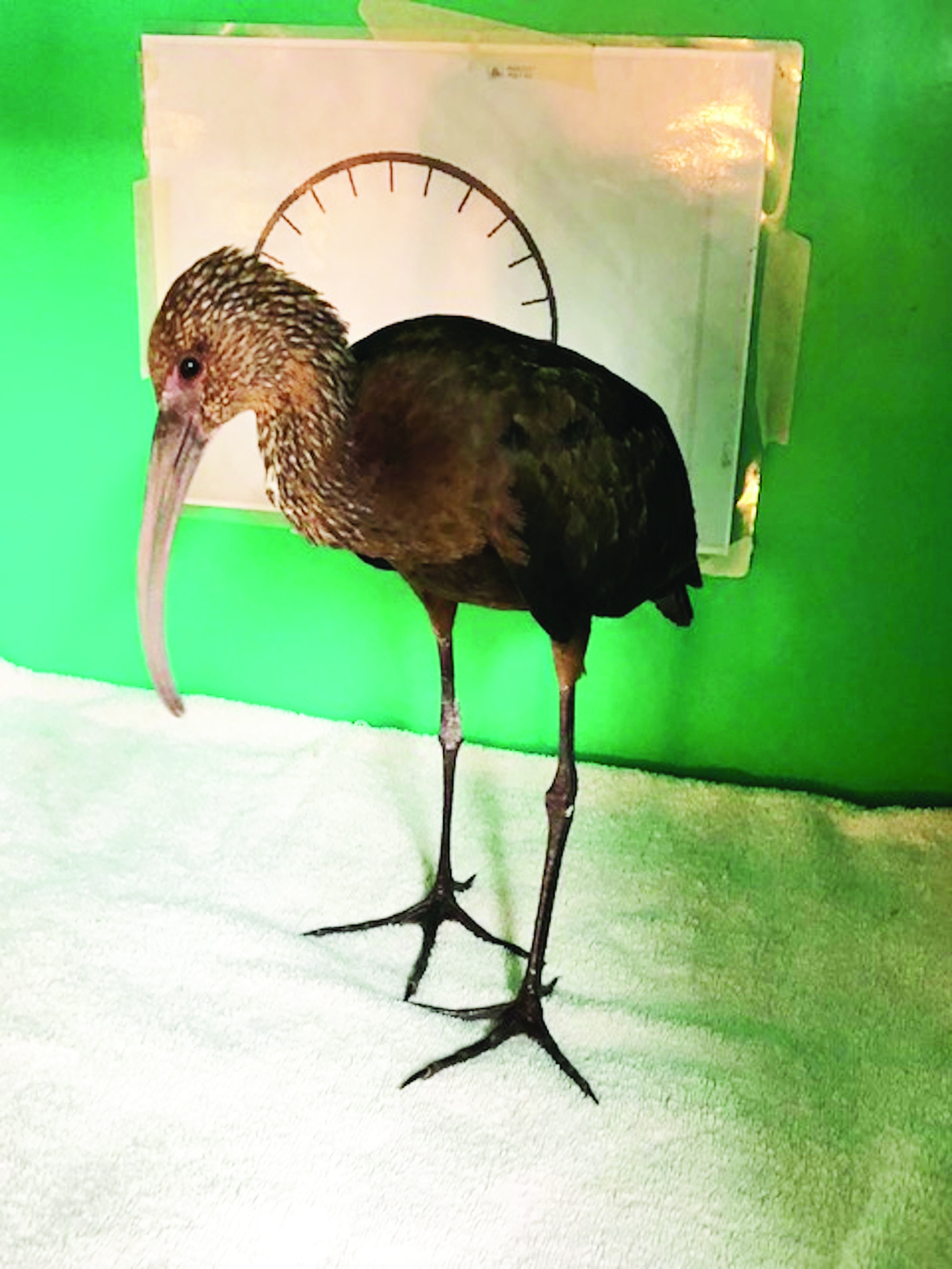 White-faced Ibis