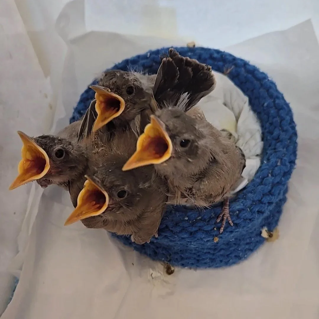 2026 Volunteer Training