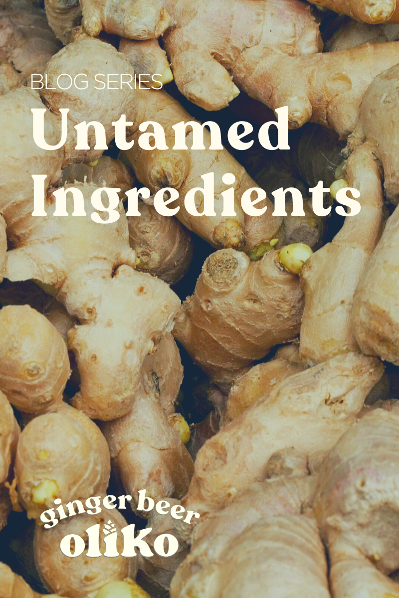 Meet one of OliKo’s all-star ingredients
