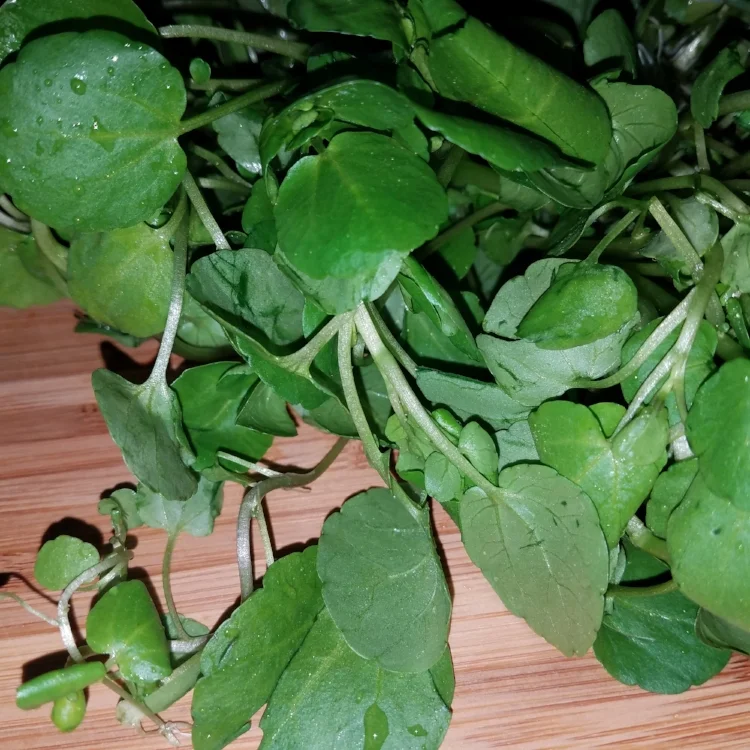 watercress.jpg