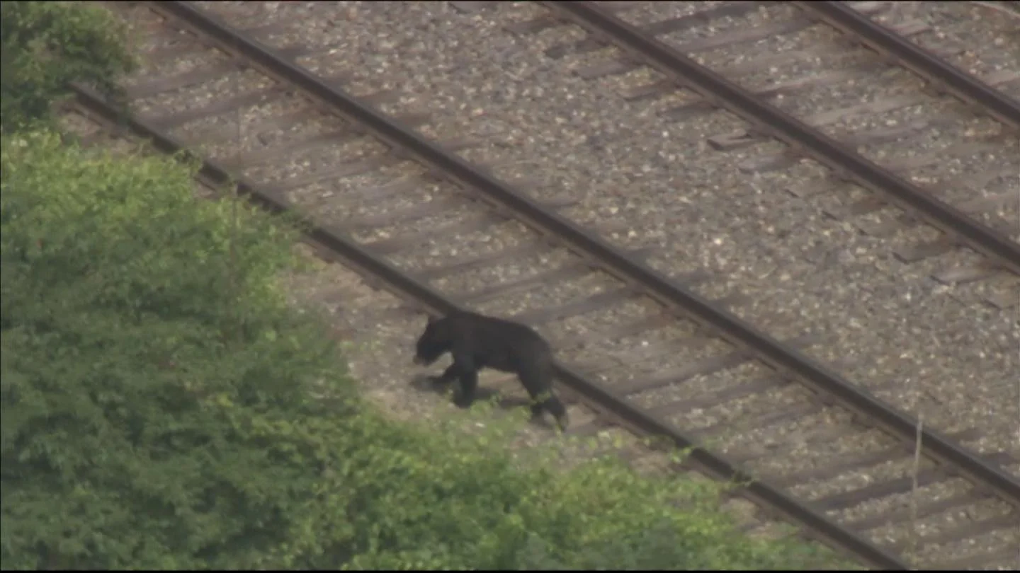 bear.jpg
