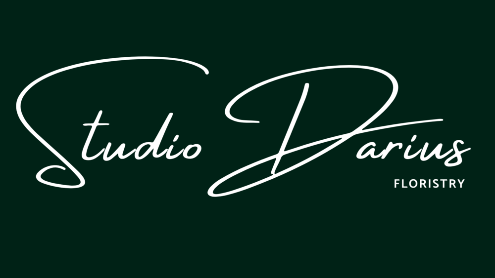 Studio Darius