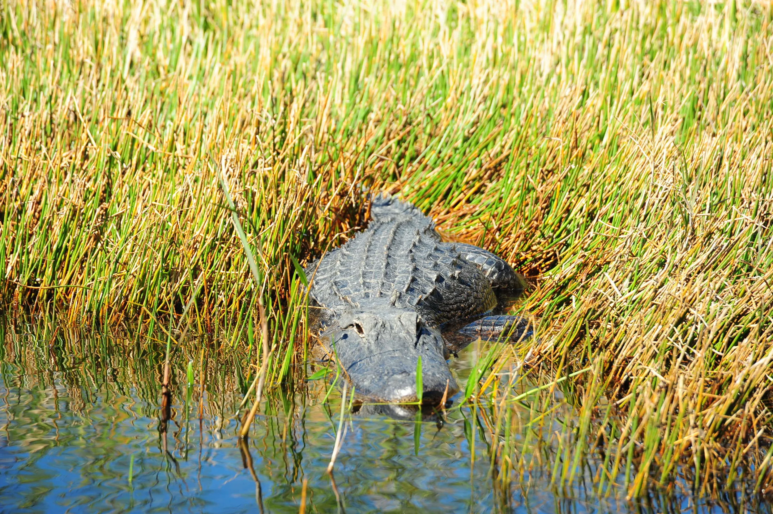 DSC_2502.JPG