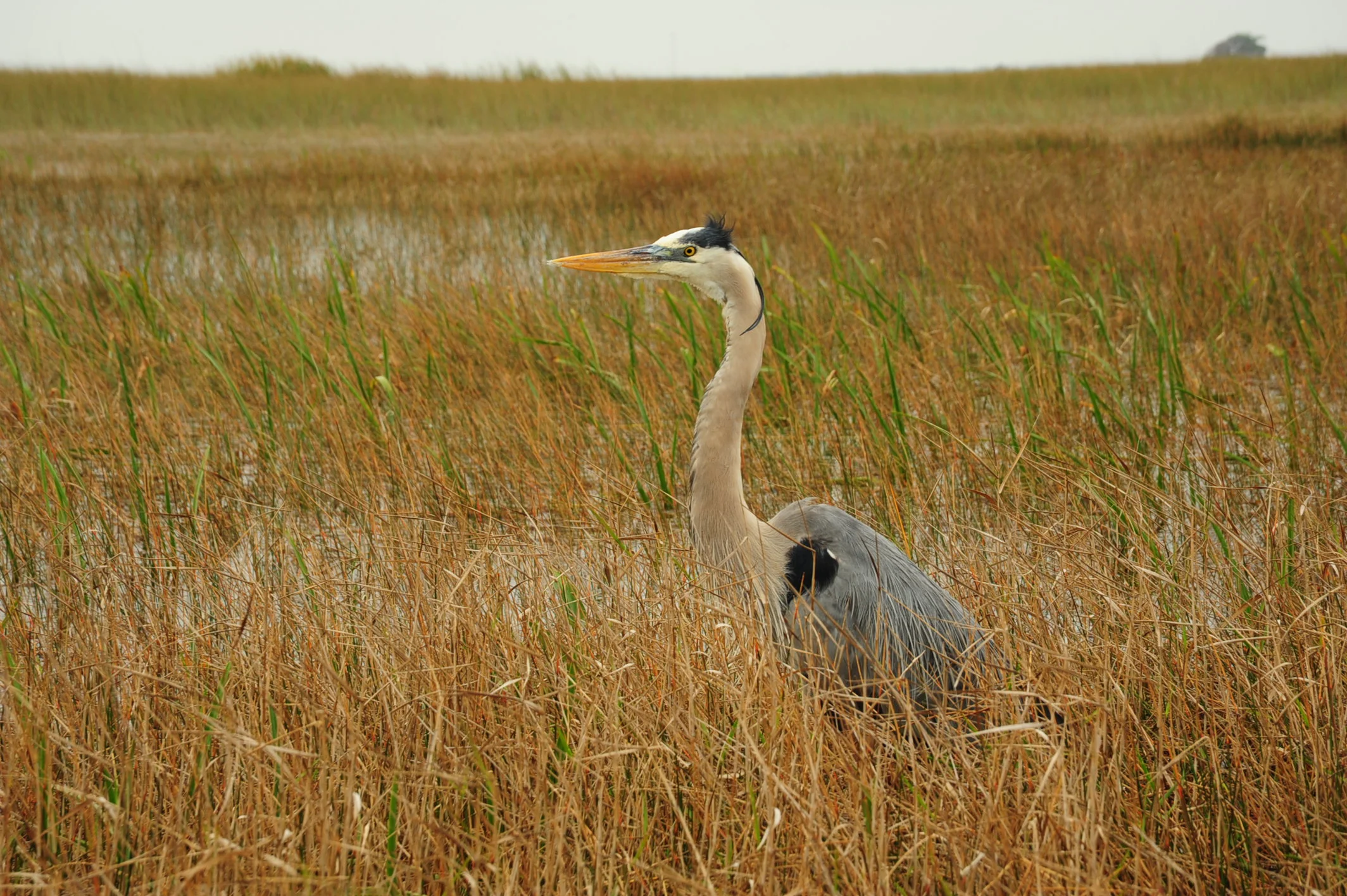 DSC_4025.JPG