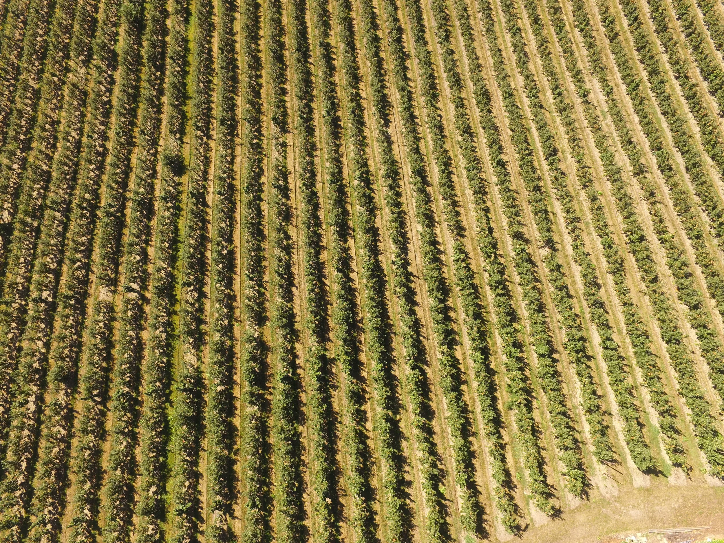DJI_0085.JPG