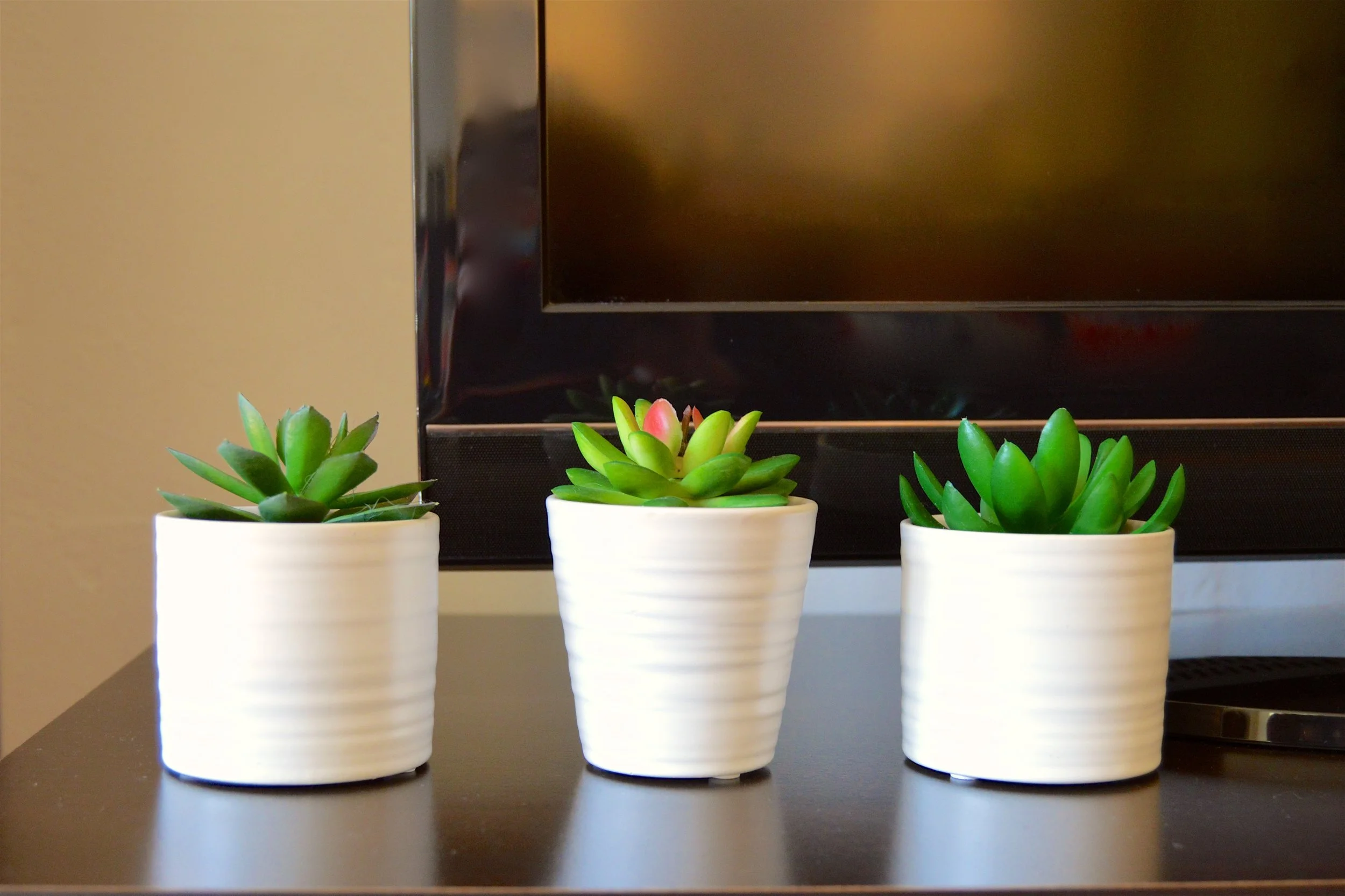 Succulent Row.jpg