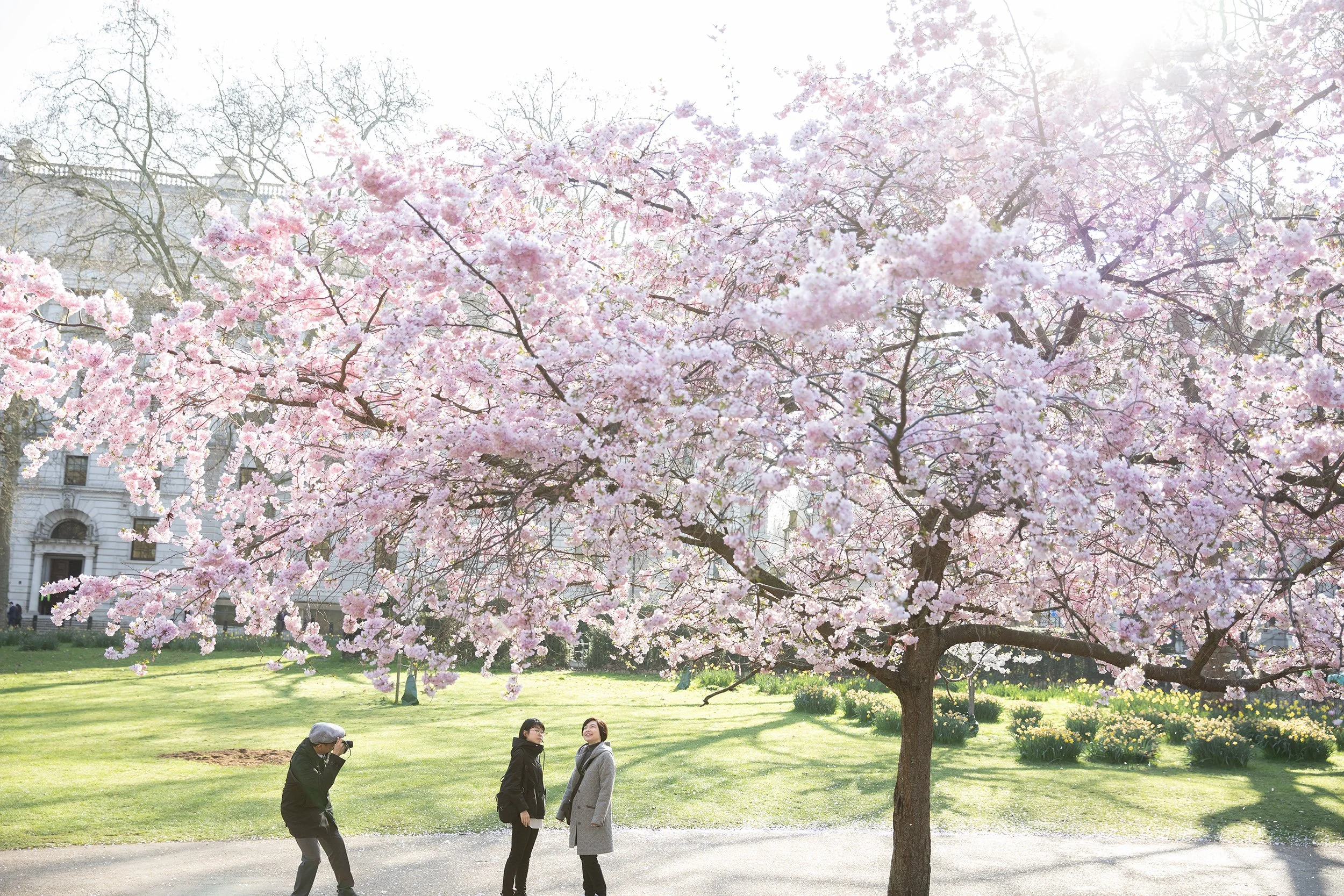 a family of three under a cherry tree in full bloom