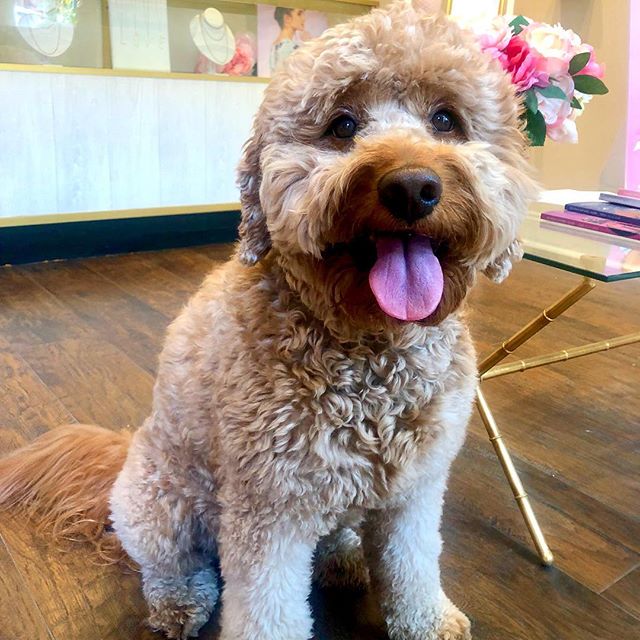 Our favorite little visitor! &hearts;️ Pups always welcomed! 🐶 @iggydoodle @amberebekah
