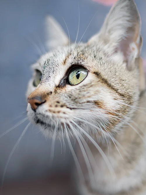 How to shoot a blurry background (bokeh)