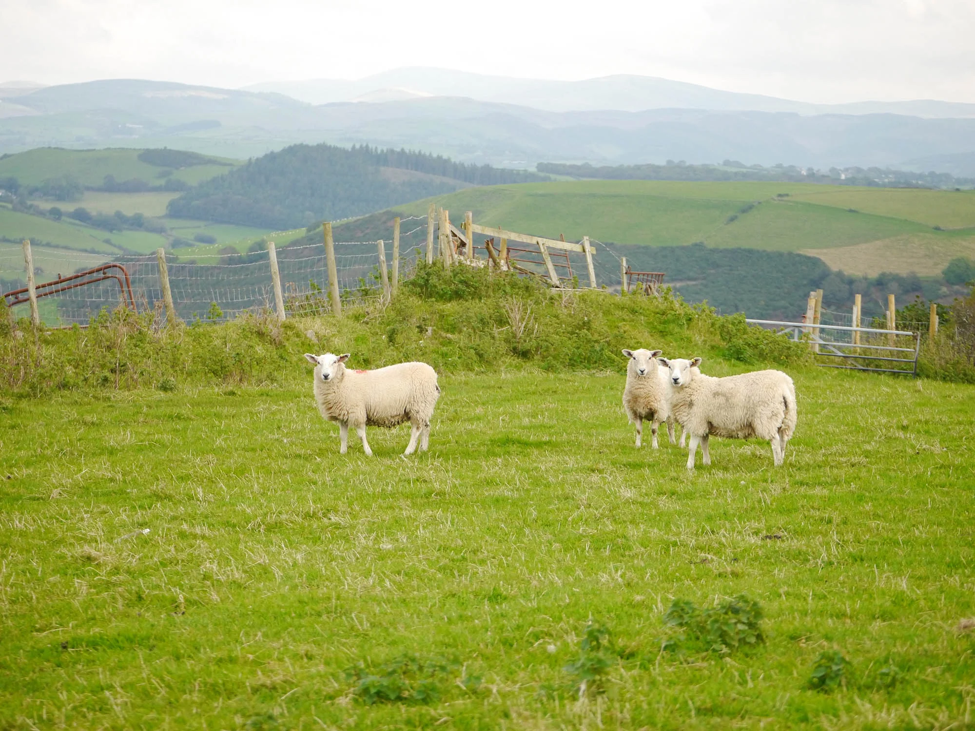 Sheep_Top_P1040653.jpg