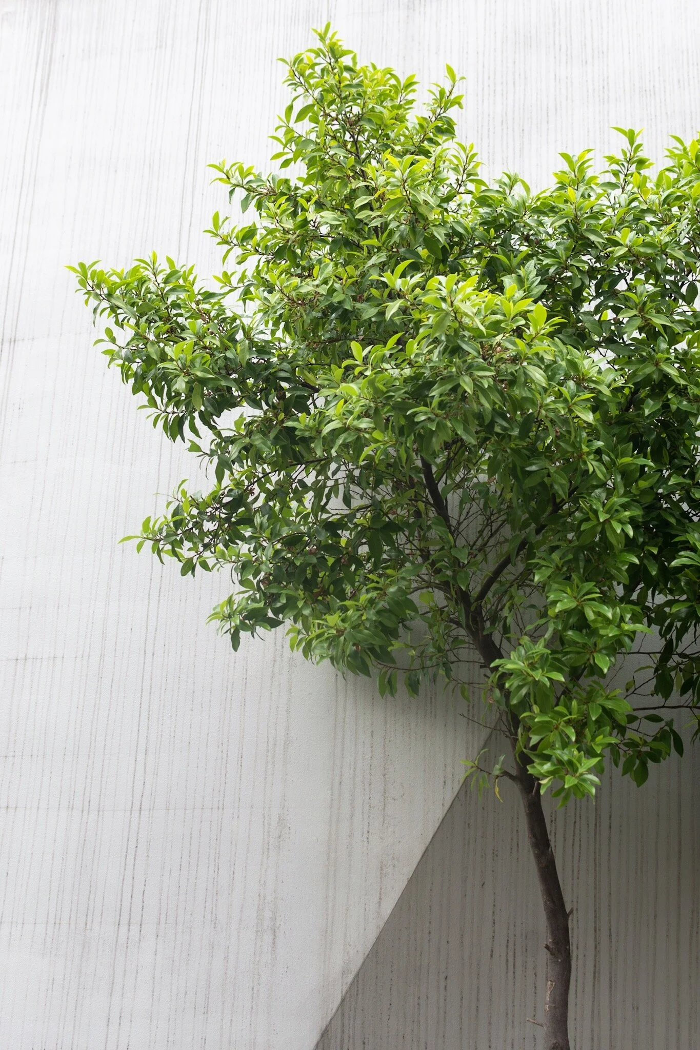 ginza sapling.jpg
