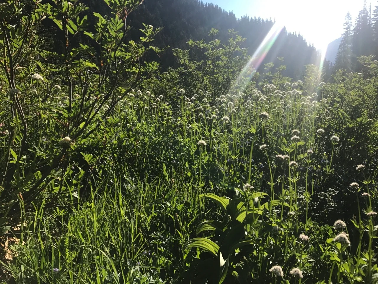 The meadows were thick with green.