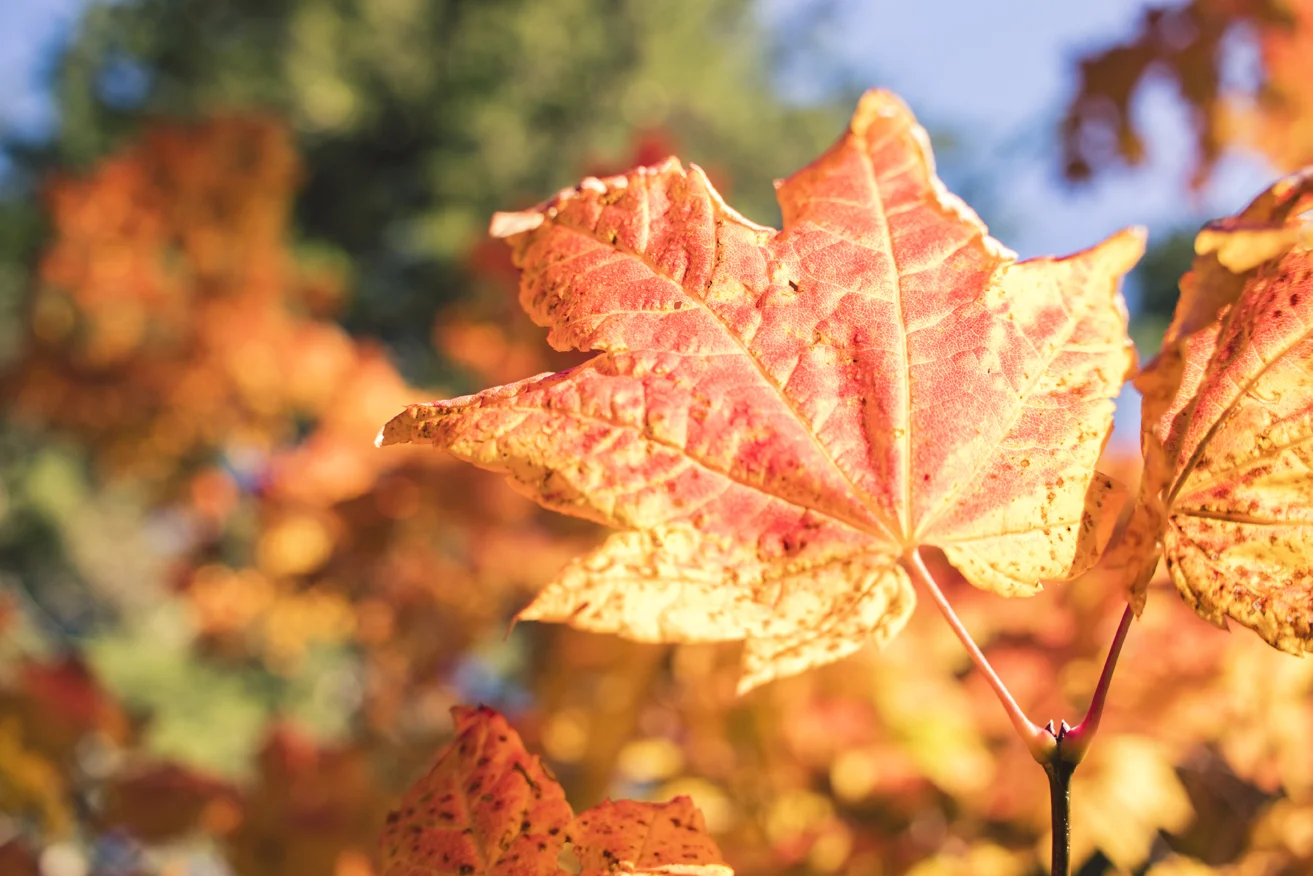 Fall making itself abundantly obvious as I hiked.
