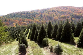 Ralph's Christmas Trees
