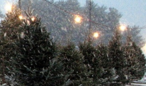 Dave's Maine Christmas Trees