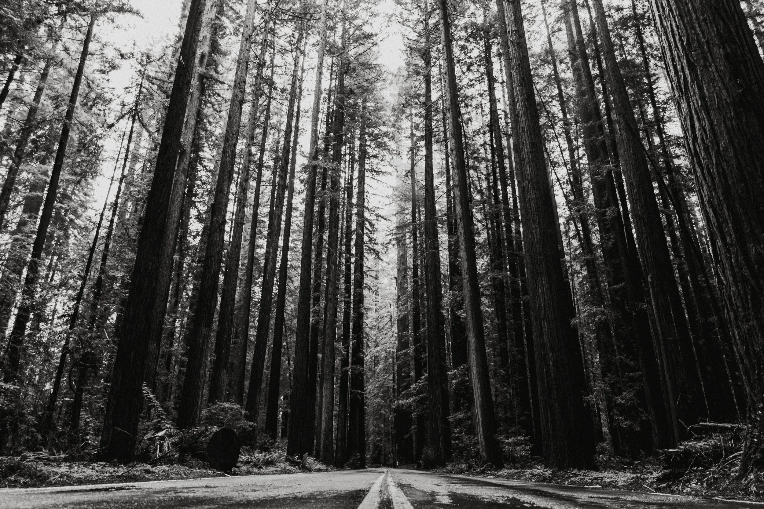 Avenue of the Giants