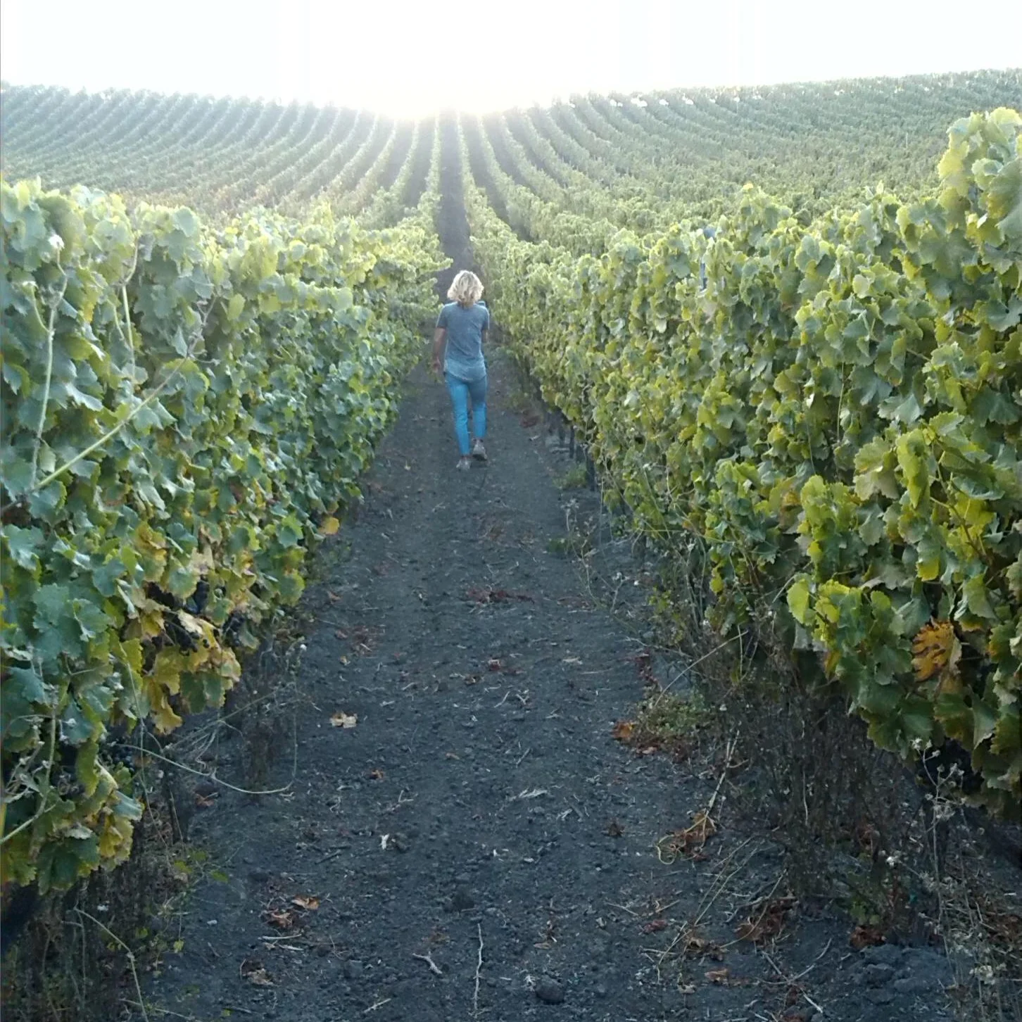 vineyard.jpg