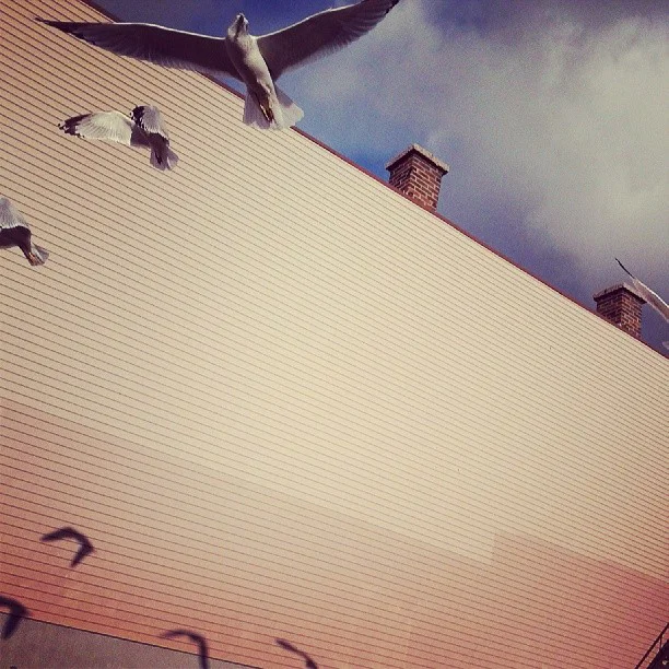 Seagulls
