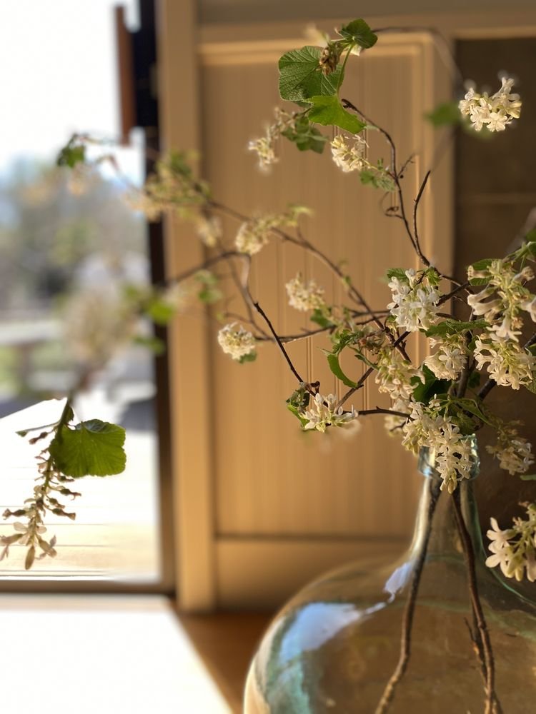 close up of flower:window.jpeg