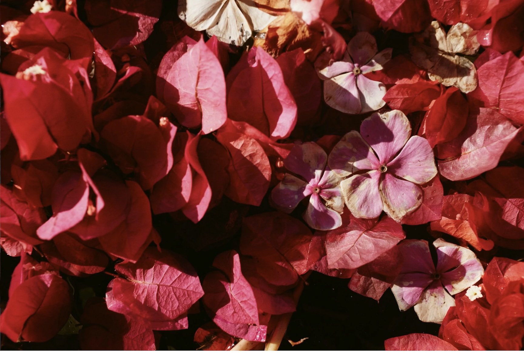 hibiscus.jpg