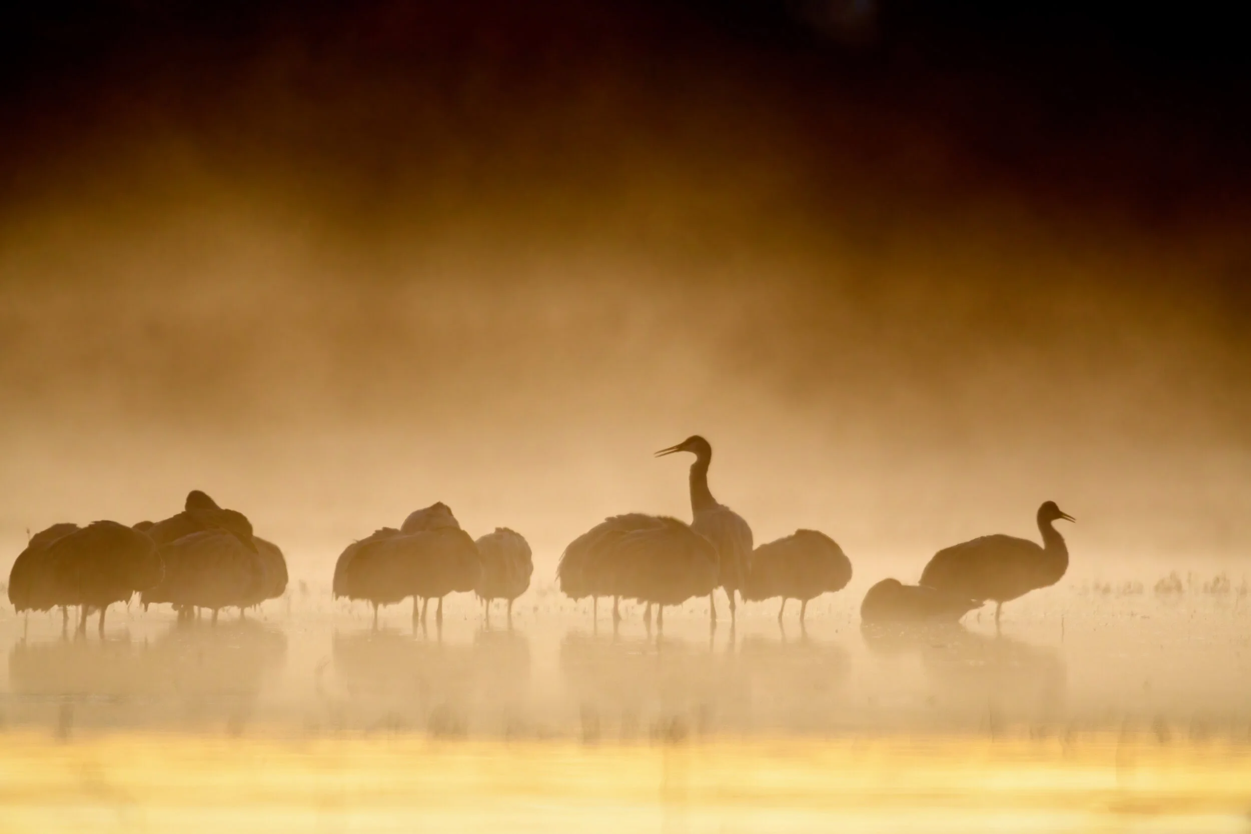 Gorum_201125_1307-Edit-2-Edit.jpg