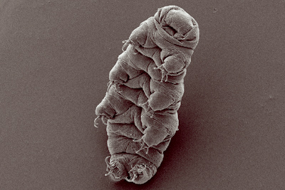 Tardigrade. Image by Bob Goldtsein and Vicky Madden (UNC Chapel Hill) (CC BY-SA 3.0).