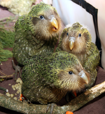Kākāpō chicks. Image by Dianne Mason/Department of Conservation (CC BY 2.0).