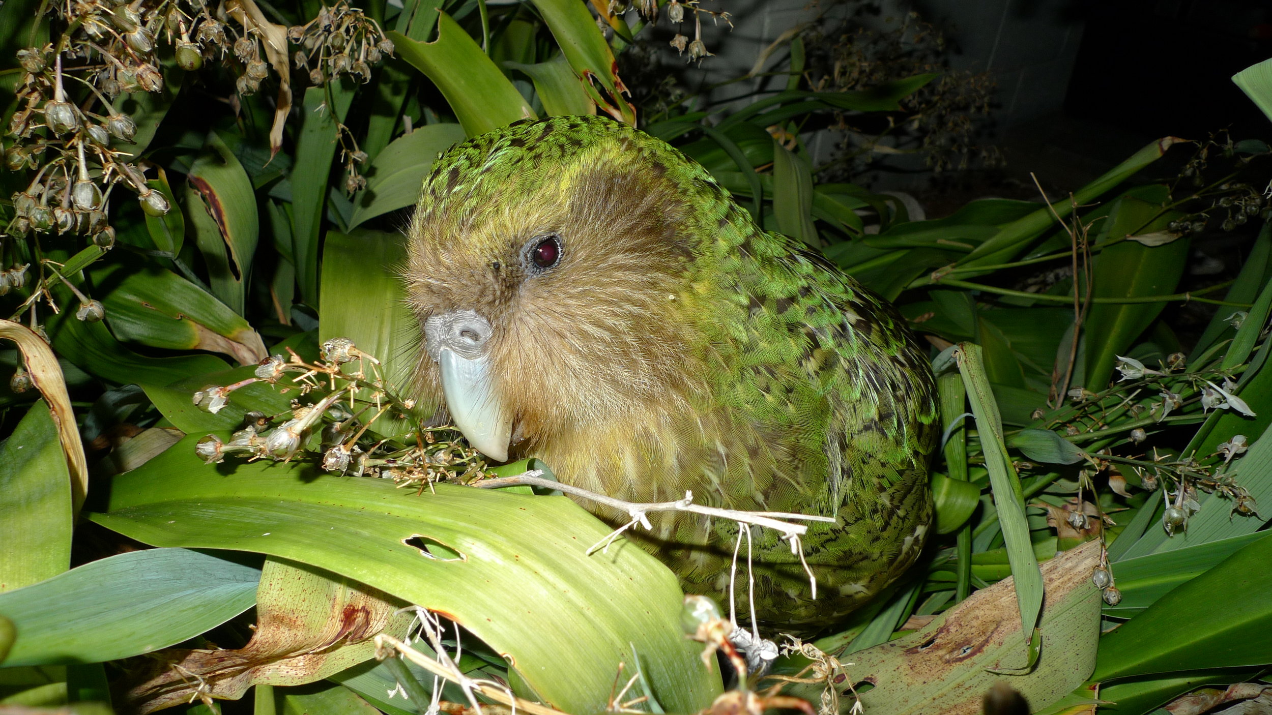 Image by Chris Birmingham/Department of Conservation (CC BY 2.0).